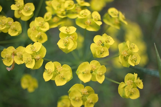 Free download plant flower yellow background free picture to be edited with GIMP free online image editor