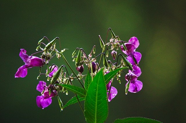 Free download Plant Forest Flowers -  free photo or picture to be edited with GIMP online image editor