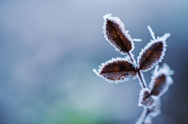 Free download plant frost cold snow frozen free picture to be edited with GIMP free online image editor