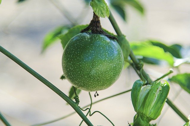 Free download Plant Fruit Food -  free photo or picture to be edited with GIMP online image editor