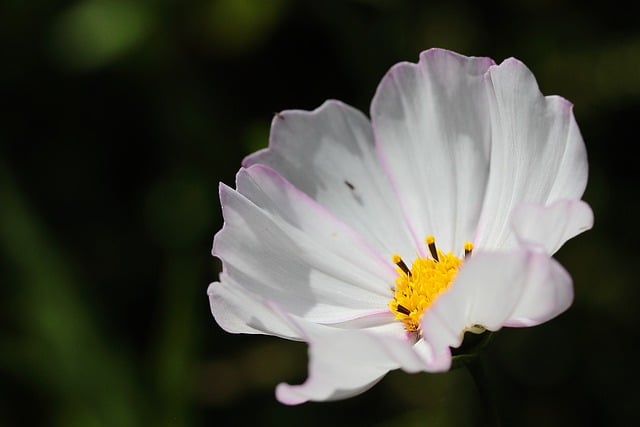 Free download plant garden flower white flower free picture to be edited with GIMP free online image editor