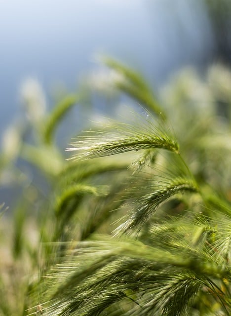 Free download plant grass barley spring season free picture to be edited with GIMP free online image editor