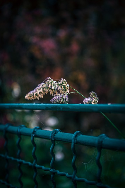 Free download plant grass fence close up free picture to be edited with GIMP free online image editor