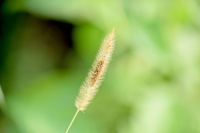 Free download plant grass wildlife wild nature free picture to be edited with GIMP free online image editor