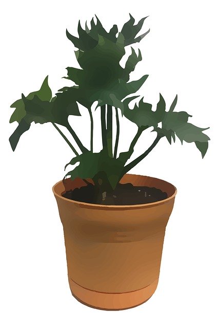 Free download Plant Growing Growth -  free illustration to be edited with GIMP free online image editor