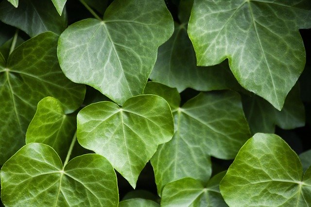 Free download Plant Ivy Nature -  free photo or picture to be edited with GIMP online image editor