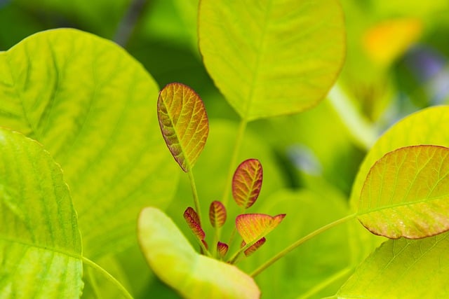 Free download plant leaves green growth garden free picture to be edited with GIMP free online image editor