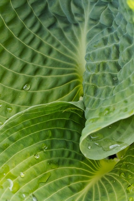 Free download plant leaves hosta botany foliage free picture to be edited with GIMP free online image editor