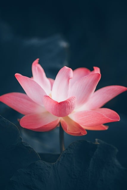 Free download plant lotus flower pink flowers free picture to be edited with GIMP free online image editor