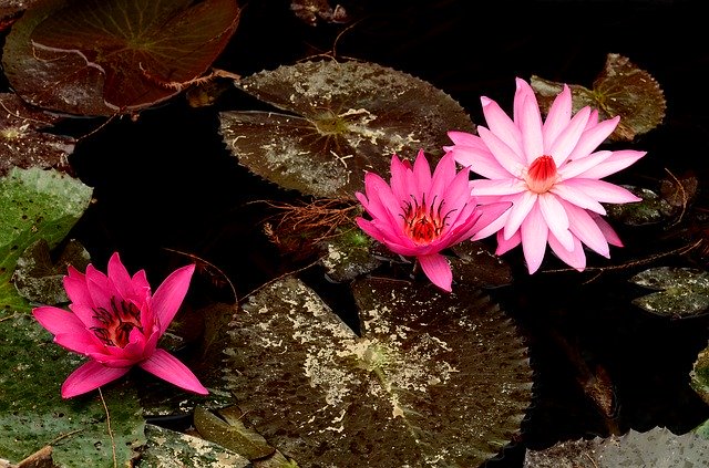 Free download Plant Lotus Pond -  free photo or picture to be edited with GIMP online image editor