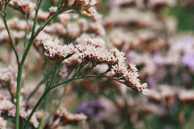 Free download Plant Meadow Herb -  free photo or picture to be edited with GIMP online image editor