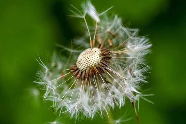 Free download plant nature flower dandelion free picture to be edited with GIMP free online image editor