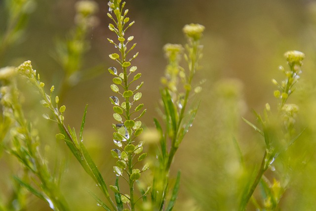 Free download plant nature grass meadow close up free picture to be edited with GIMP free online image editor