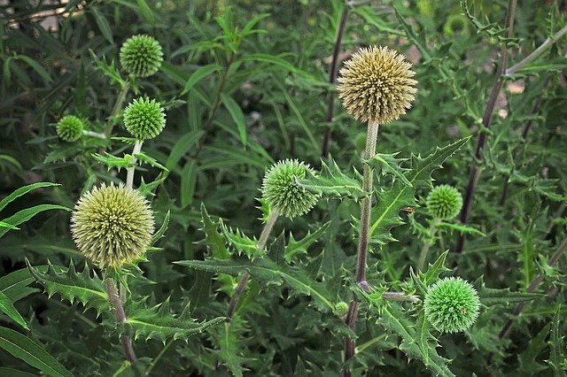 Free download Plant Nature Thistle -  free photo or picture to be edited with GIMP online image editor