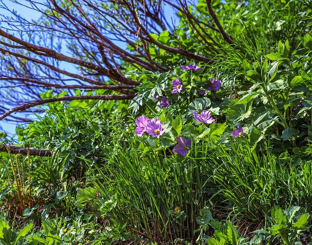 Free download Plant On The Glaucidium Palmatum -  free photo or picture to be edited with GIMP online image editor