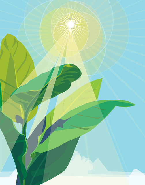 Free download Plant Photosynthesis Sunlight - Free vector graphic on Pixabay free illustration to be edited with GIMP free online image editor