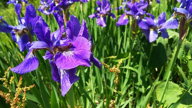 Free download Plant Purple Flowers Natural -  free photo or picture to be edited with GIMP online image editor