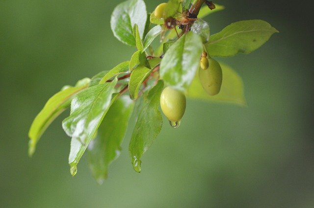 Free download Plant Rain Nature -  free photo or picture to be edited with GIMP online image editor