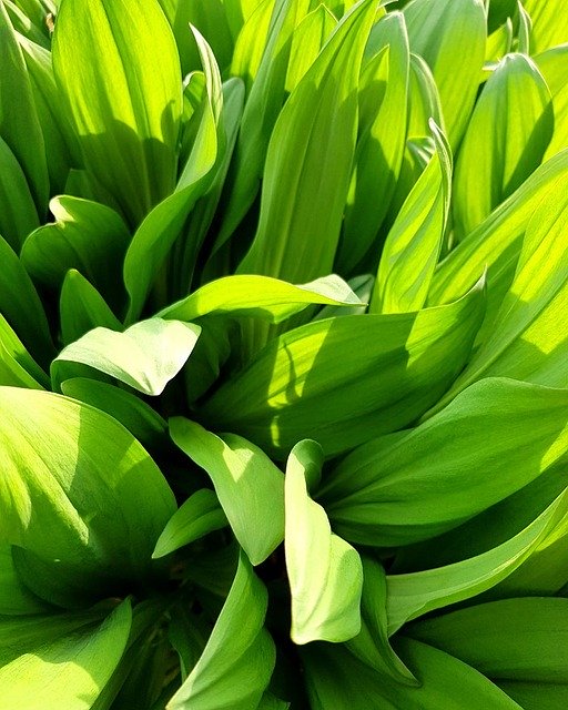 Free download Plant Ramsons Green -  free photo or picture to be edited with GIMP online image editor