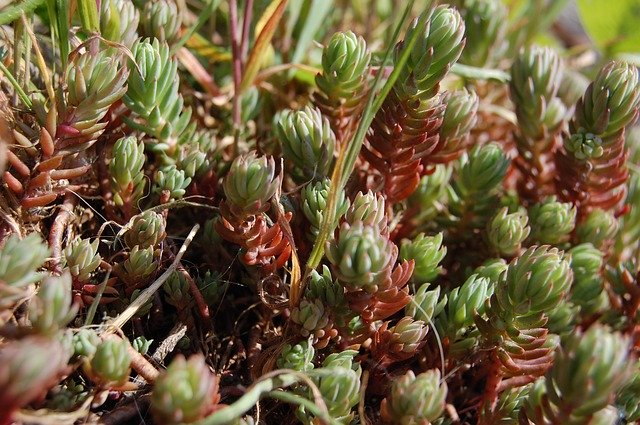 Скачать бесплатно Plant Rockery Garden - бесплатное фото или изображение для редактирования с помощью онлайн-редактора изображений GIMP