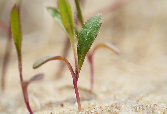 Free download plant sand succulent dry close u free picture to be edited with GIMP free online image editor