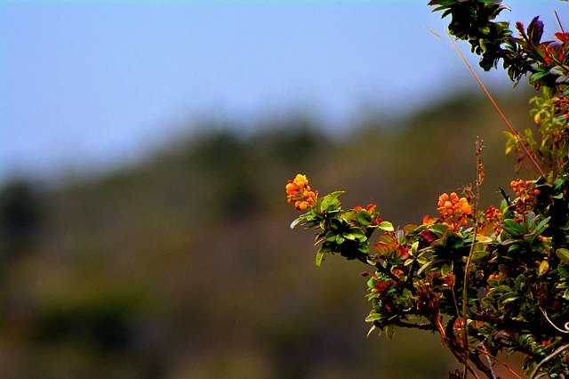 Free download Plants Flowers Garden -  free photo or picture to be edited with GIMP online image editor