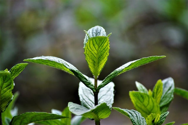 Free download plants mint herbs spring leaves free picture to be edited with GIMP free online image editor