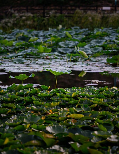 Free download plants nature green lotus leaf free picture to be edited with GIMP free online image editor