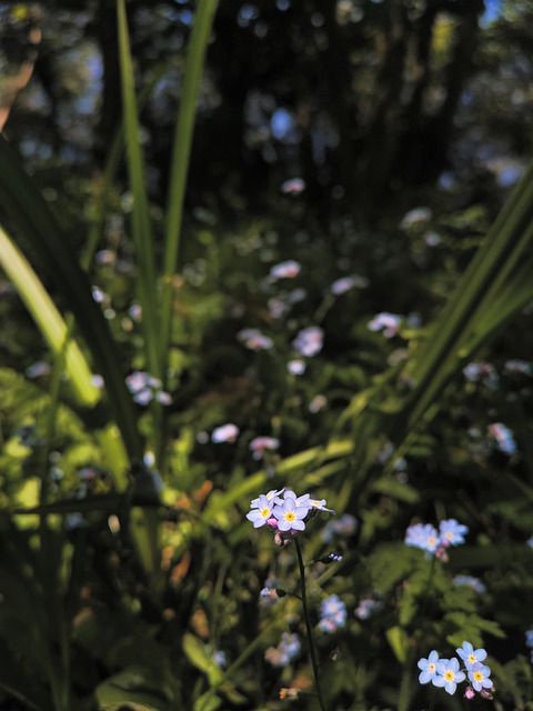 Free download plants nature green spring flowers free picture to be edited with GIMP free online image editor