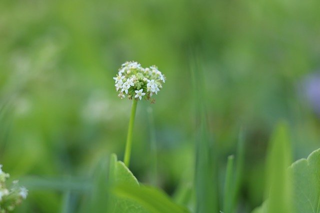 Free download Plants Nature Sky -  free photo or picture to be edited with GIMP online image editor