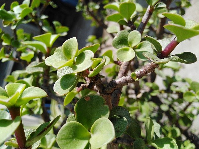 Free download Plants Árbol De La Abundancia -  free photo or picture to be edited with GIMP online image editor