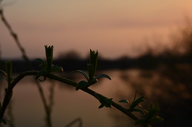 Free download Plants Sunset Nature -  free photo or picture to be edited with GIMP online image editor