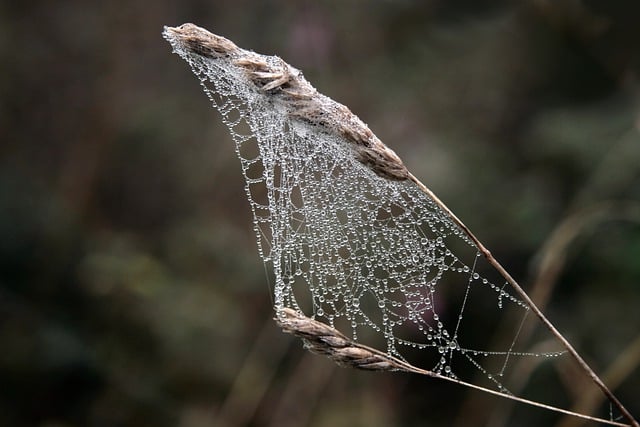 Free download plant stem cobwebs indian summer free picture to be edited with GIMP free online image editor