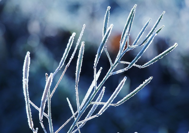 Free download plant stems frost nature botany free picture to be edited with GIMP free online image editor