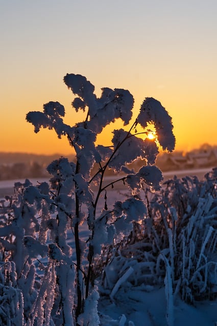 Free download plant sun winter snow nature free picture to be edited with GIMP free online image editor