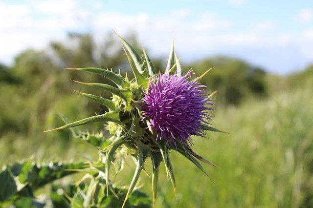 Free download Plant Thistle Flower -  free photo or picture to be edited with GIMP online image editor