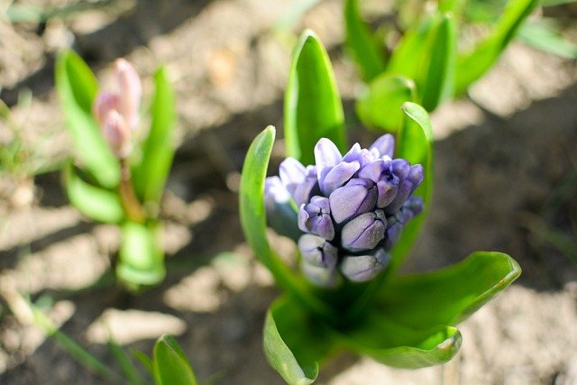 Free download plant violet flowers flowerbud free picture to be edited with GIMP free online image editor