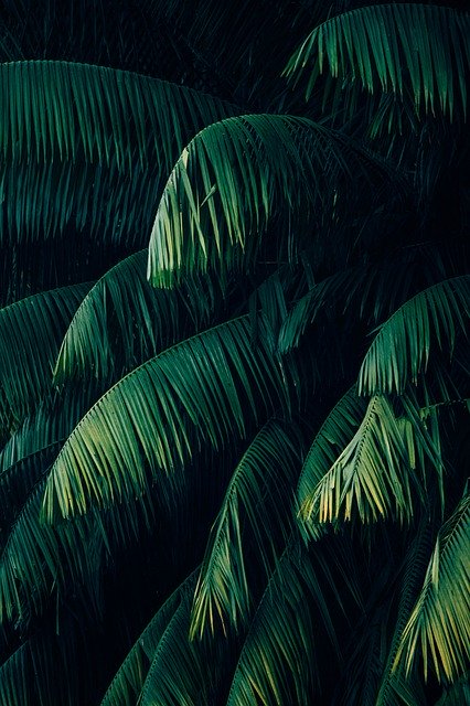 Hình Nền Tinh Tế Tươi Tốt Nhìn Kỹ Hơn Vào Nền Kết Cấu Của Lá Rừng Nhiệt đới  | Nền JPG Tải xuống miễn phí - Pikbest