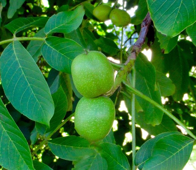 Free download Plant Walnut Tree -  free photo or picture to be edited with GIMP online image editor