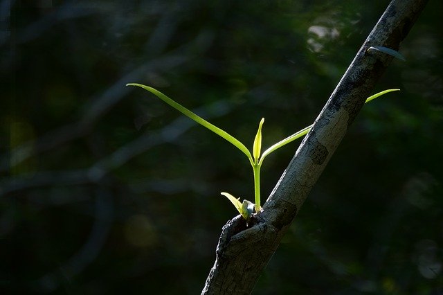 Free download Plant Young Nature -  free photo or picture to be edited with GIMP online image editor