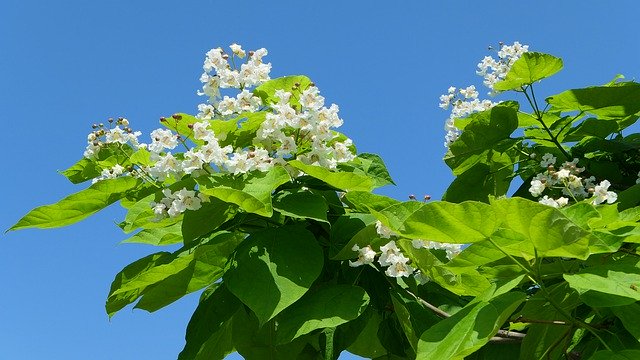 Free download Platanus Tree Flowers -  free photo or picture to be edited with GIMP online image editor