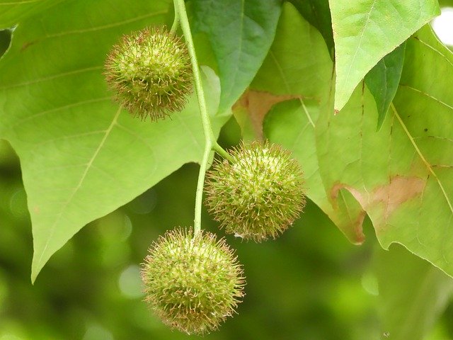 Free download Platanus Tree Fruit -  free photo or picture to be edited with GIMP online image editor