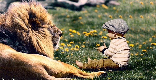 Free download Play Child Lion -  free photo or picture to be edited with GIMP online image editor