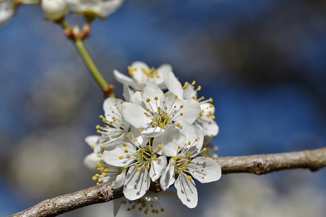 Free download plum blossom blossom bloom free picture to be edited with GIMP free online image editor