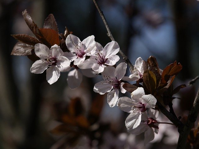 Free download Plum Blossom Decorative Flowers -  free photo or picture to be edited with GIMP online image editor