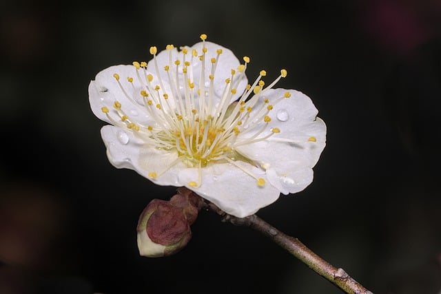 Free download plum blossom flower dew bud free picture to be edited with GIMP free online image editor