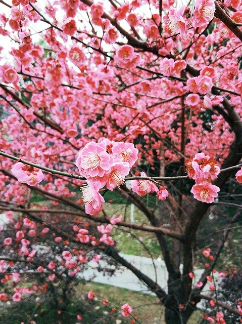 Free download Plum Blossom Flower Spring -  free photo or picture to be edited with GIMP online image editor