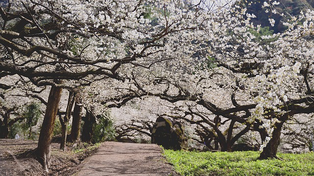 Free download plum blossom flower trail free picture to be edited with GIMP free online image editor