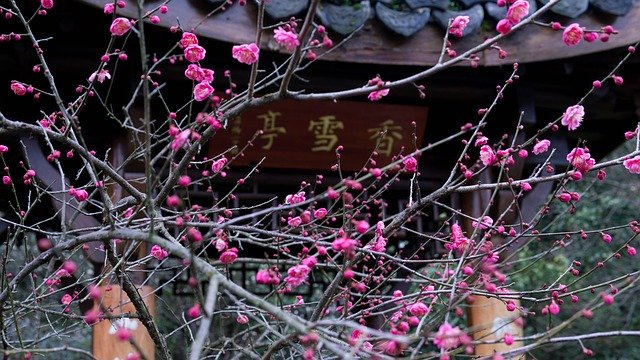 Free download Plum Blossom Pavilions Spring -  free photo or picture to be edited with GIMP online image editor