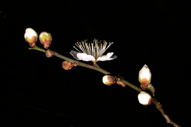 Free download plum blossom plum blossom bloom free picture to be edited with GIMP free online image editor